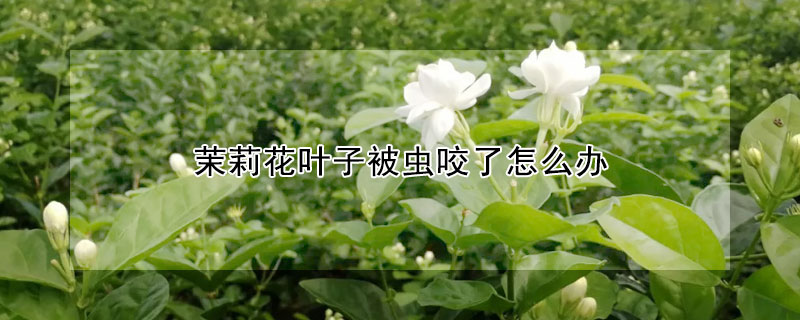 茉莉花葉子被蟲咬了怎么辦