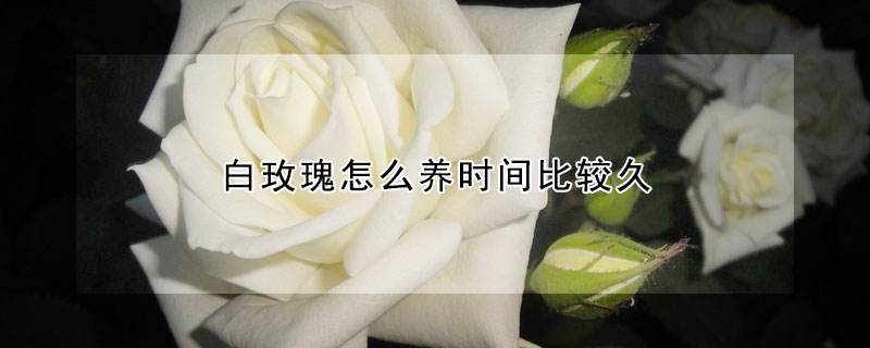 白玫瑰怎么養(yǎng)時間比較久