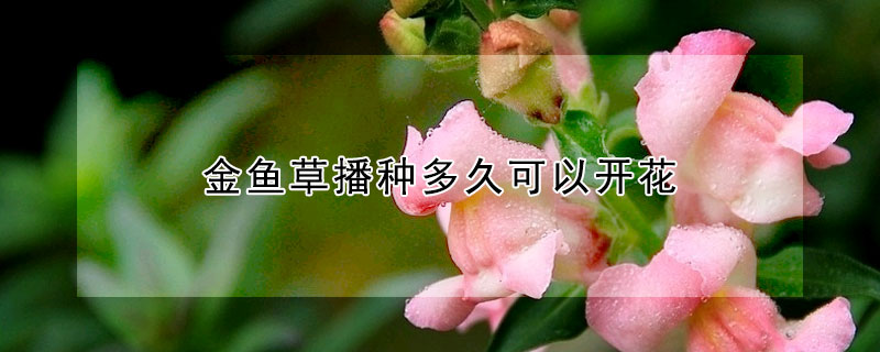 金魚草播種多久可以開花