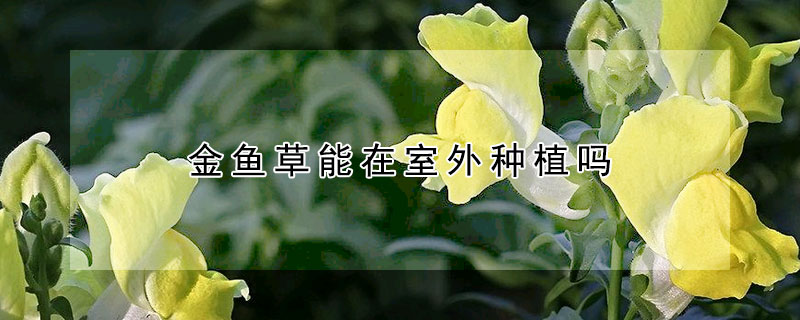 金魚草能在室外種植嗎