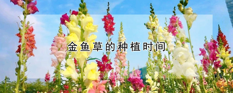 金魚草的種植時(shí)間