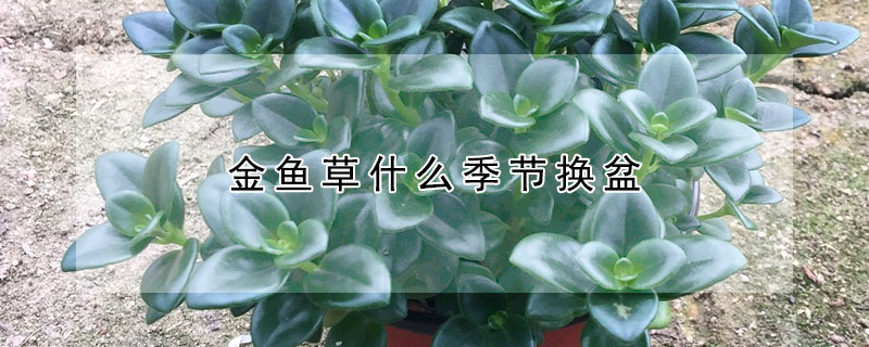 金魚草什么季節(jié)換盆