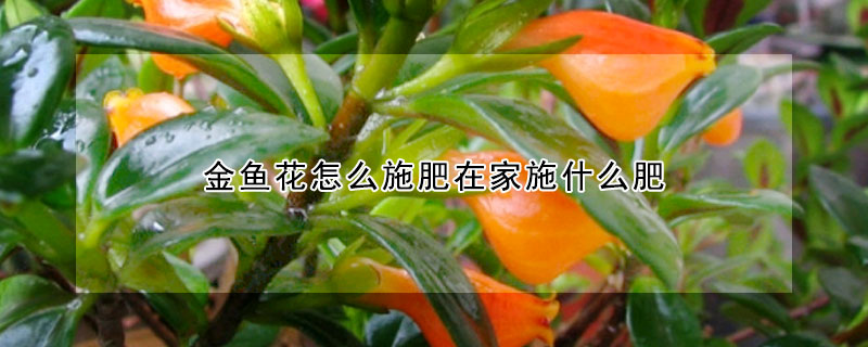 金魚花怎么施肥在家施什么肥