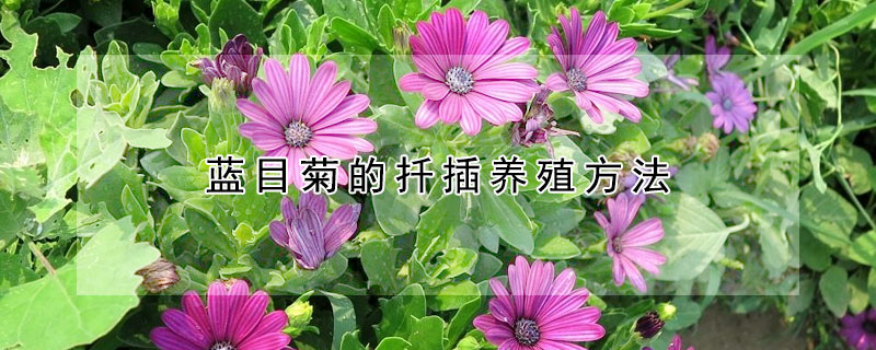 藍目菊的扦插養(yǎng)殖方法