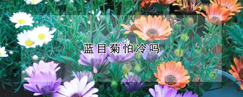 藍目菊怕冷嗎