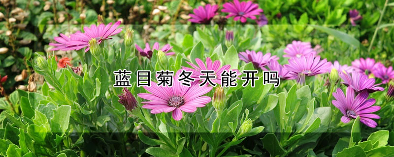 藍(lán)目菊冬天能開(kāi)嗎