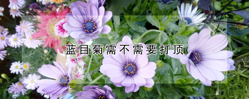 藍(lán)目菊需不需要打頂