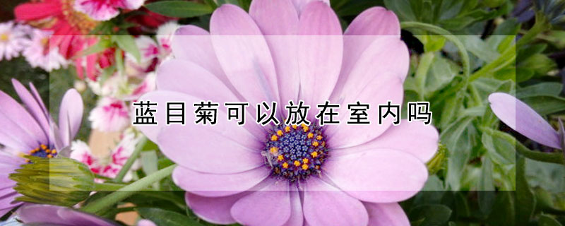 藍(lán)目菊可以放在室內(nèi)嗎