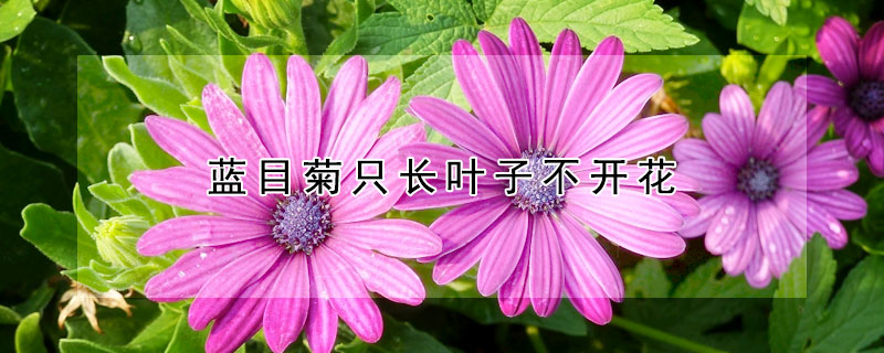 藍(lán)目菊只長(zhǎng)葉子不開花