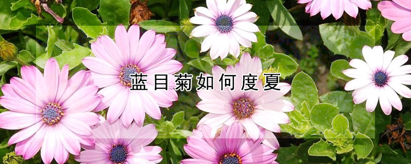 藍目菊如何度夏