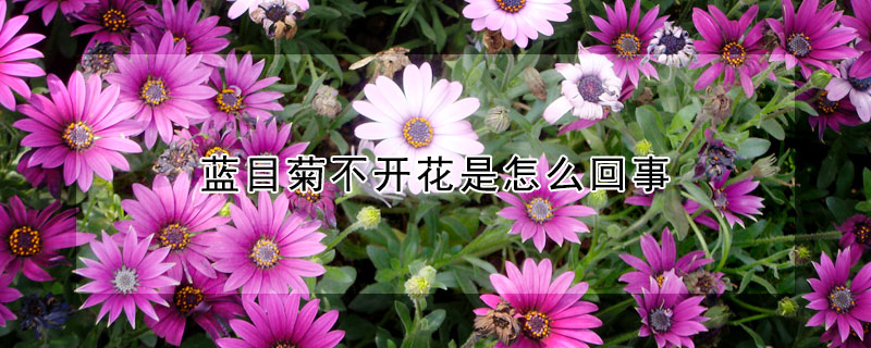 藍(lán)目菊不開花是怎么回事