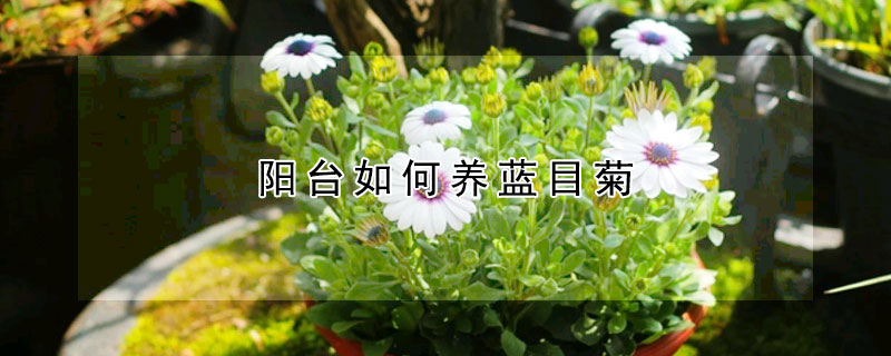 陽臺如何養藍目菊