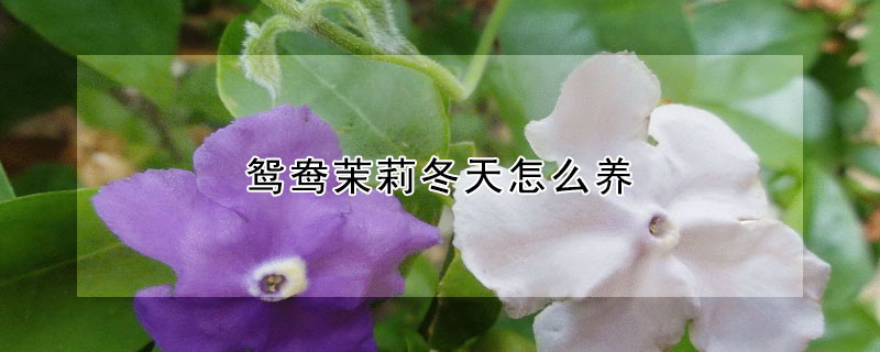 鴛鴦茉莉冬天怎么養