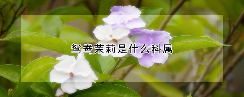 鴛鴦茉莉是什么科屬