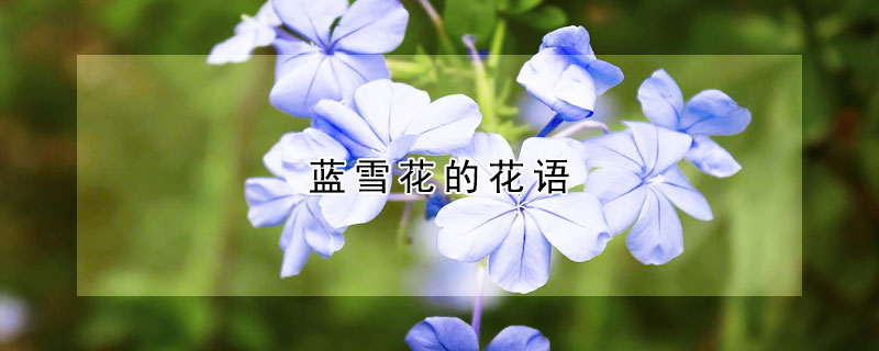 藍(lán)雪花的花語