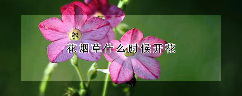 花煙草什么時候開花