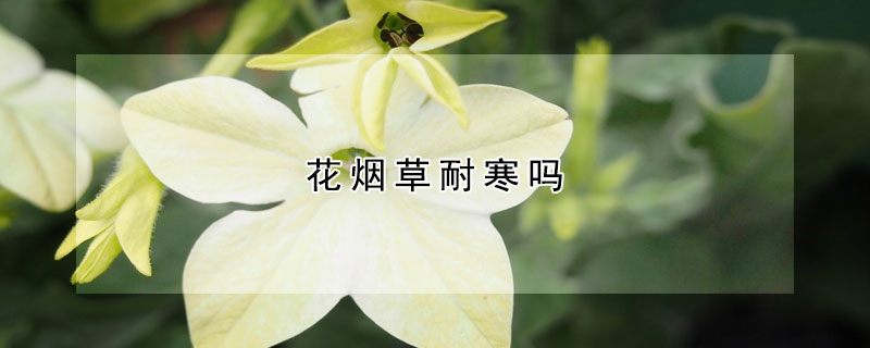 花煙草耐寒嗎