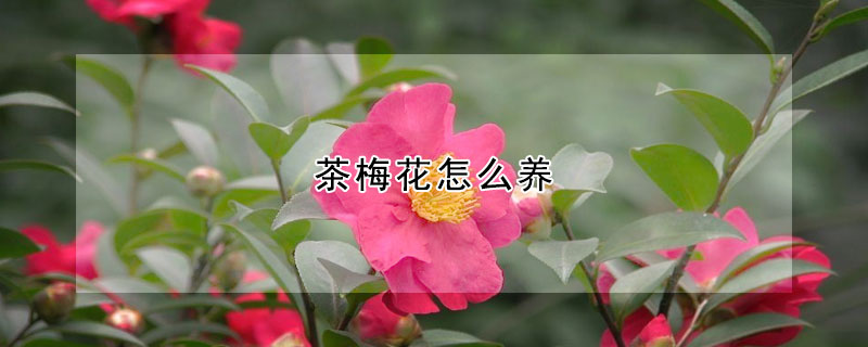 茶梅花怎么養