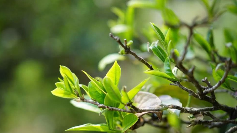 茶葉樹種植技術(shù)