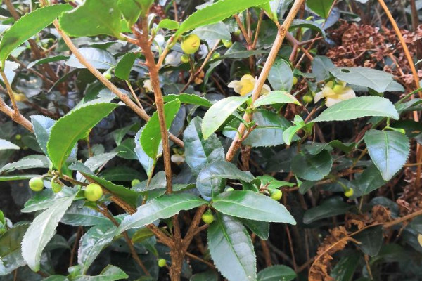 茶葉樹種植技術(shù)