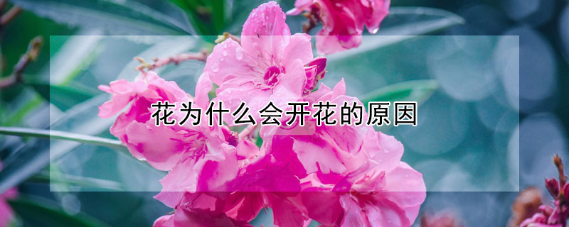 花為什么會開花的原因