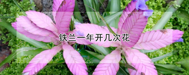 鐵蘭一年開幾次花