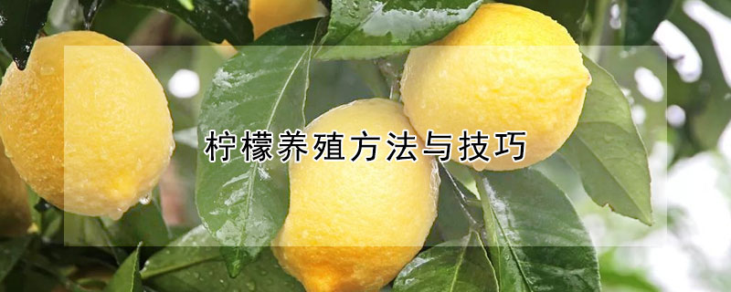 檸檬養(yǎng)殖方法與技巧