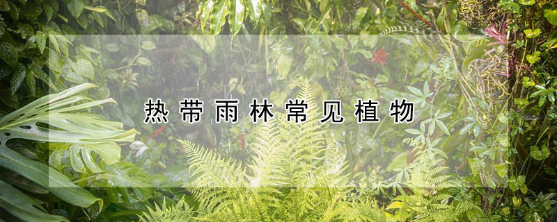 熱帶雨林常見植物