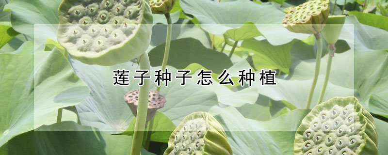 蓮子種子怎么種植