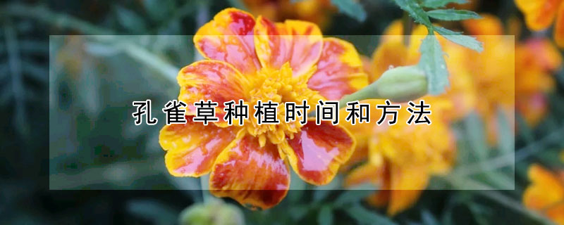 孔雀草種植時間和方法