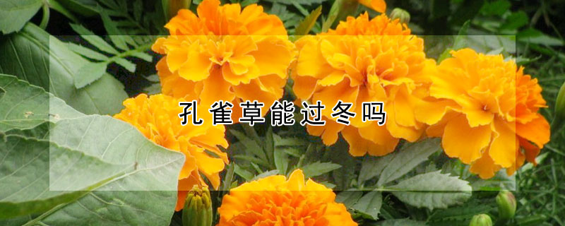 孔雀草能過冬嗎