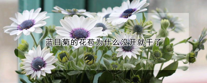 藍(lán)目菊的花苞為什么沒開就干了