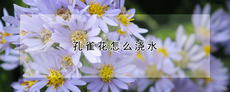 孔雀花怎么澆水