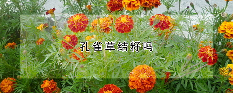 孔雀草結籽嗎