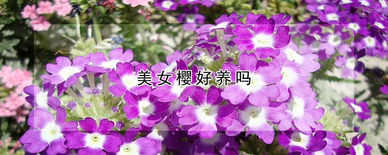 美女櫻好養(yǎng)嗎