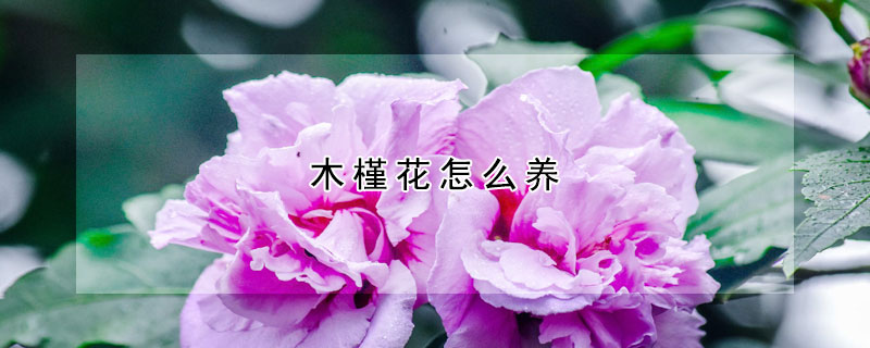 木槿花怎么養(yǎng)