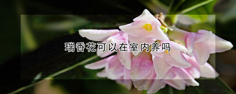 瑞香花可以在室內養(yǎng)嗎