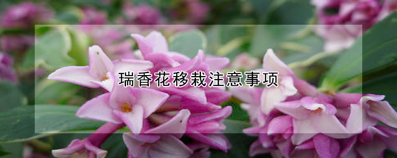 瑞香花移栽注意事項