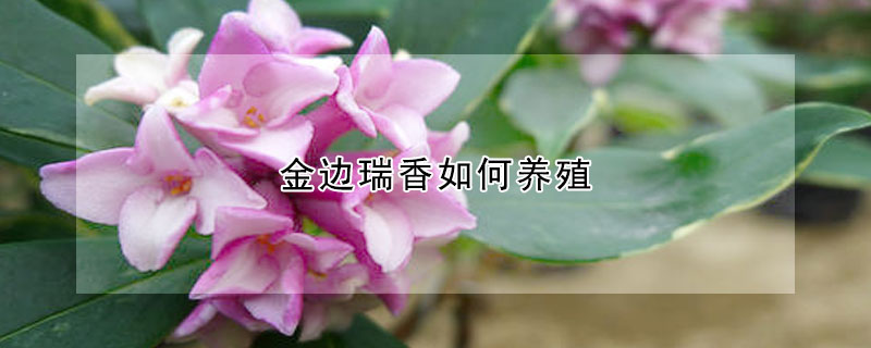 金邊瑞香如何養(yǎng)殖