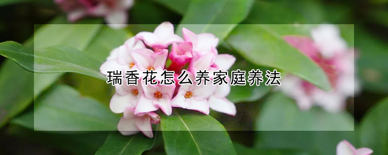 瑞香花怎么養(yǎng)家庭養(yǎng)法