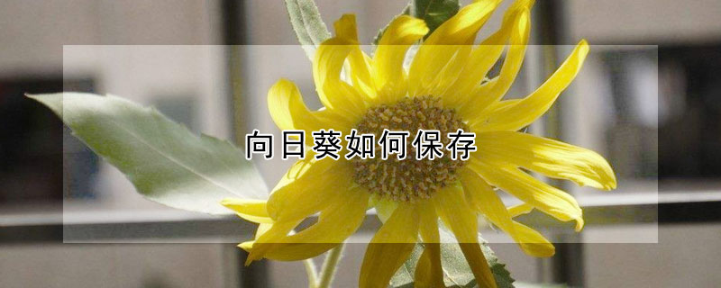 向日葵如何保存