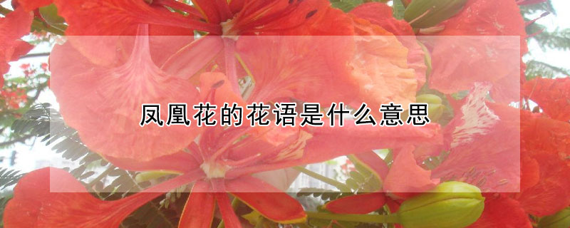 鳳凰花的花語是什么意思