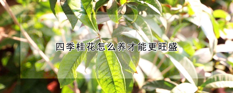 四季桂花怎么養才能更旺盛