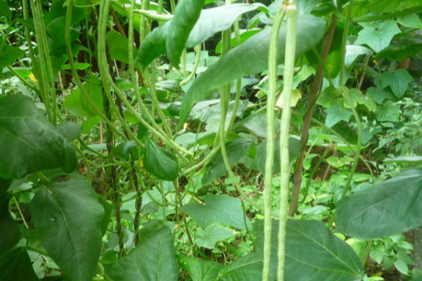 豇豆高產種植技術