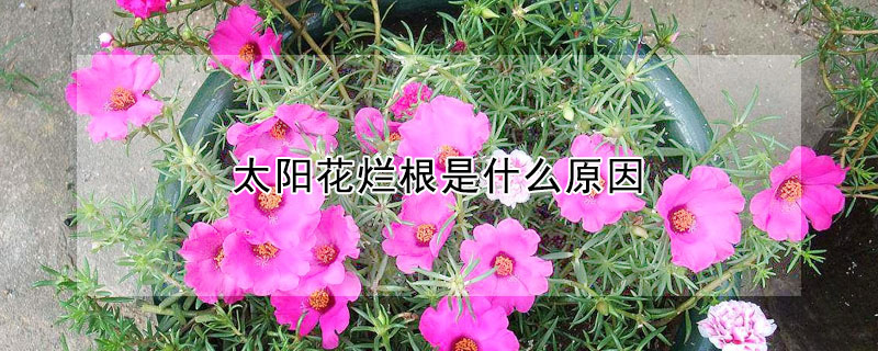 太陽花爛根是什么原因