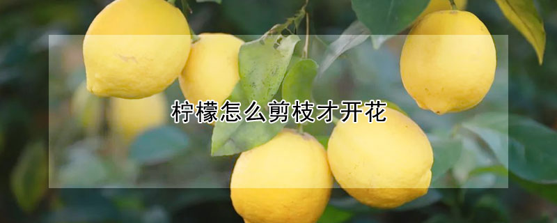 檸檬怎么剪枝才開花