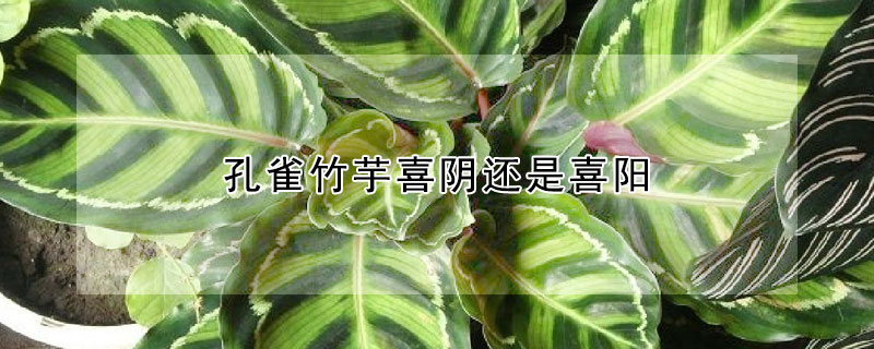 孔雀竹芋喜陰還是喜陽