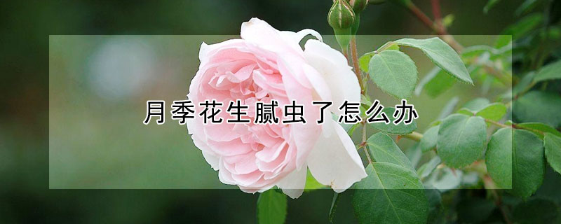 月季花生膩蟲了怎么辦