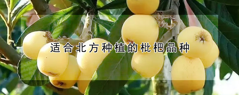 適合北方種植的枇杷品種