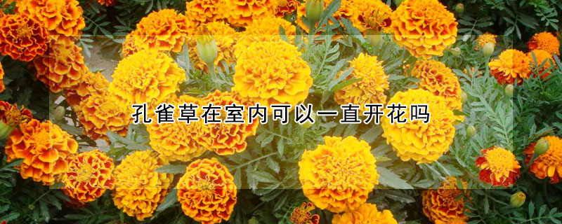 孔雀草在室內(nèi)可以一直開花嗎